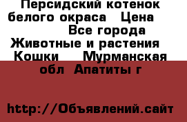 Персидский котенок белого окраса › Цена ­ 35 000 - Все города Животные и растения » Кошки   . Мурманская обл.,Апатиты г.